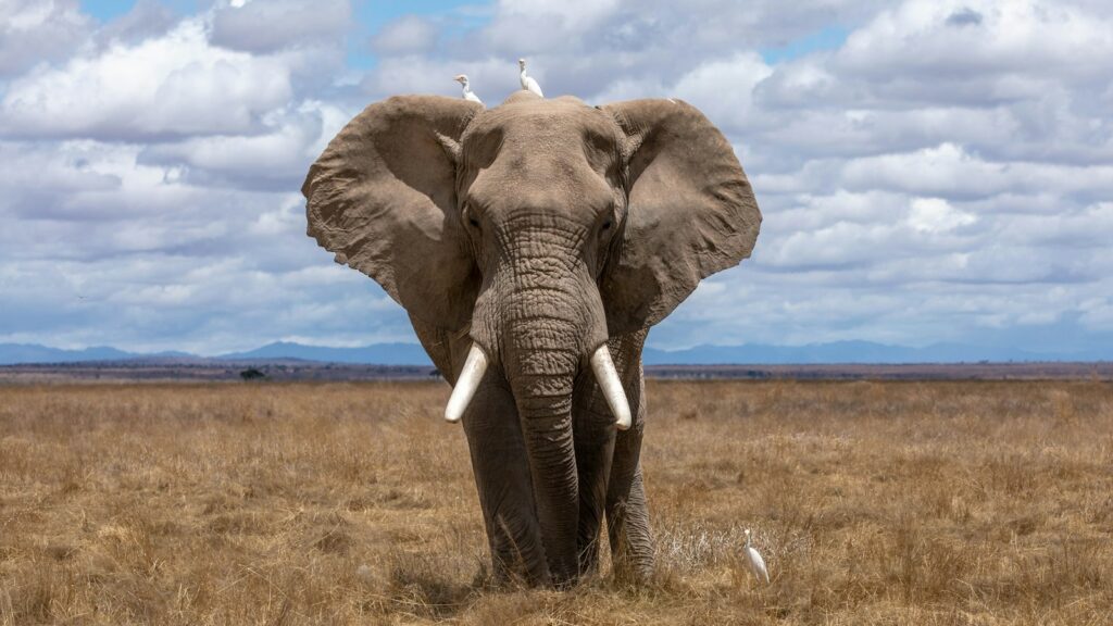 Manada de elefantes caminhando na savana africana