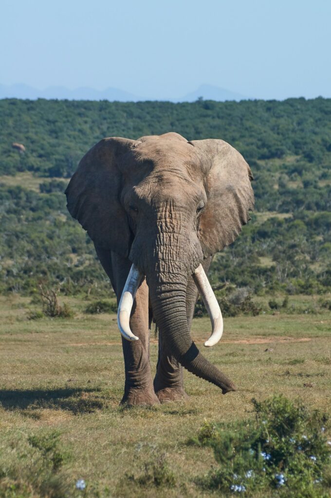 Elefante africano no campo
