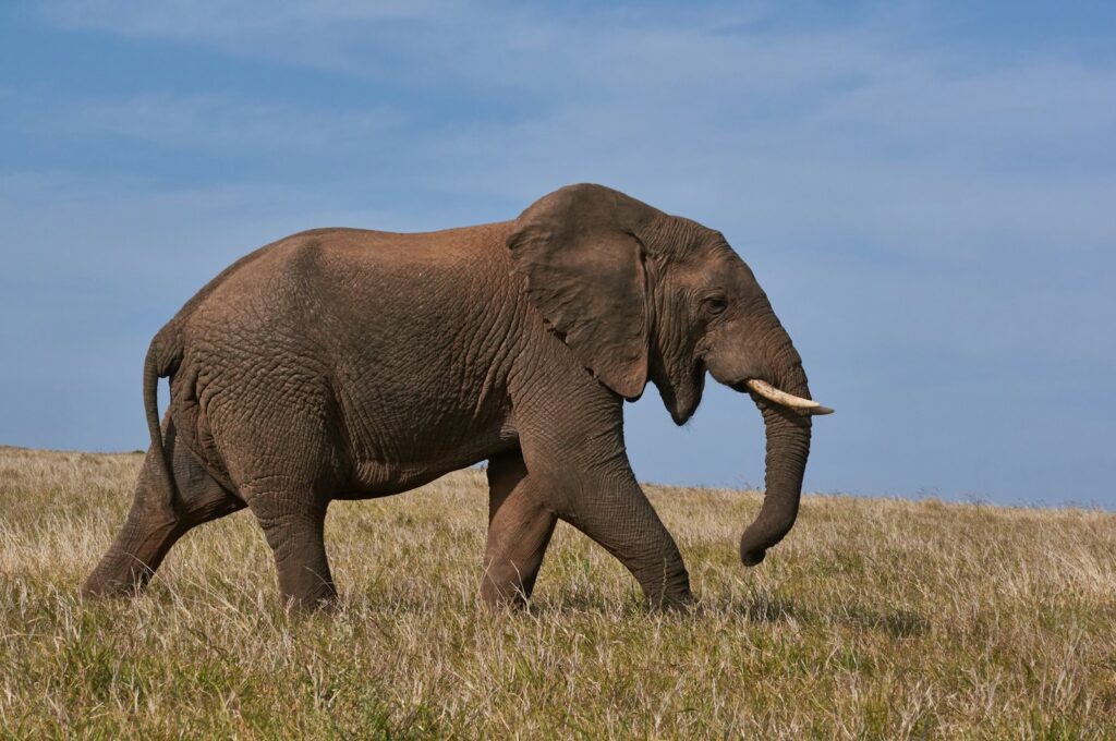 Elefante africano em campo verde