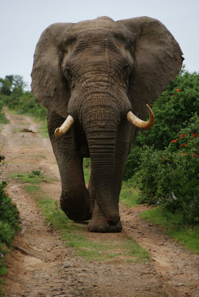 Elefante caminhando entre a vegetação
