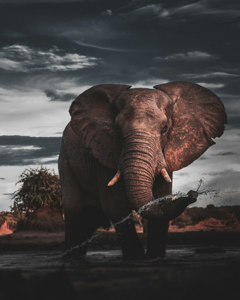 Elefante africano na savana