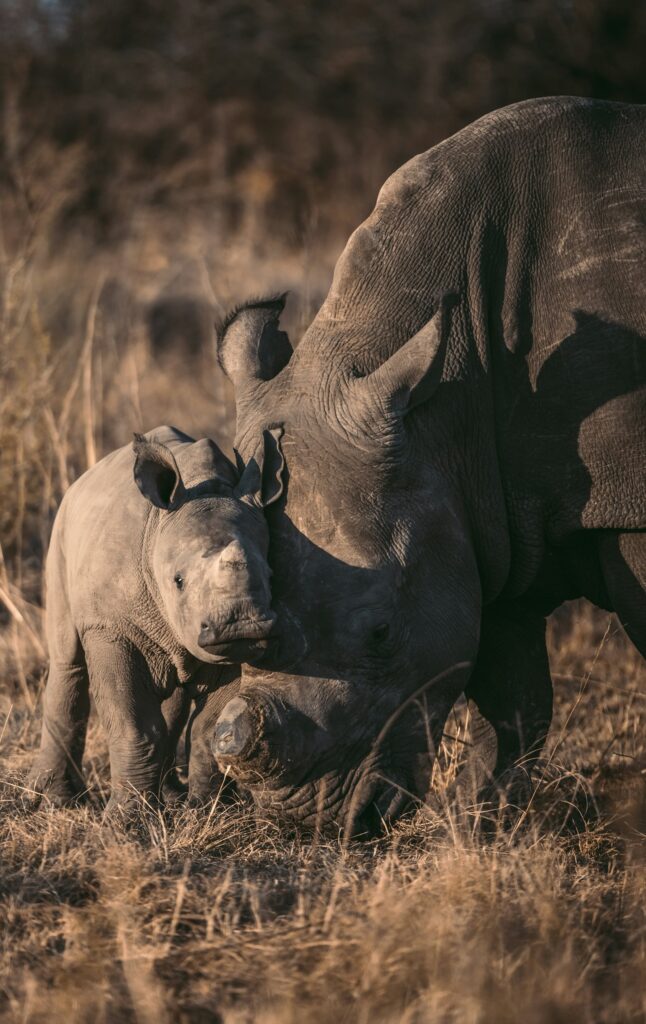 Rinoceronte com filhote na savana